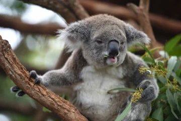 Un koala le 28 avril 2016 dans la localité côtière de Port-Macquarie en Australie