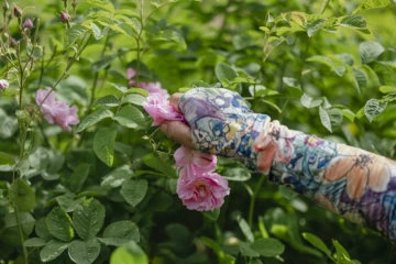 Récolte de roses centifolia dans les jardins du Domaine de la Rose, propriété de Lancôme, le 26 mai 2025 à Grasse, dans le sud de la France