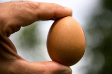 Oeufs