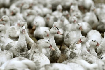Des canards confinés dans une ferme à Bourriot-Bergonce, dans l'ouest de la France, le 22 février 2017