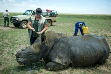 Cette photo prise le 3 février 2016 montre un rhinocéros décorné sur l'élevage de John Hume en Afrique du Sud. 