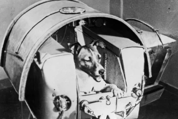 La chienne Laïka, le premier être vivant envoyé dans l'espace, dans la capsule du satellite russe Spoutnik, le 3 novembre 1957 à Baïkonour, au Kazakhstan