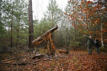 Le tronc cassé d'un arbre dans la forêt de Weitbruch, dans le Bas-Rhin, le 13 décembre 2019, vingt ans après la tempête de décembre 1999 