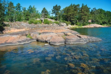 Des algues sont visibles sous la surface dans la zone de recherches de la station zoologique de Tvarminne (TZS), à Hanko, en Finlande, le 26 juin 2024