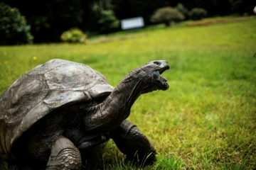 Jonathan la tortue, au moins 185 ans, le 20 octobre 2017 sur l'île de Sainte-Hélène, dans 
