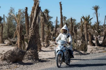 Des palmiers morts dans l'oasis de Skoura, une oasis rurale carrés à l'est de Marrakech atteinte par la sécheresse, le 27 janvier 2020