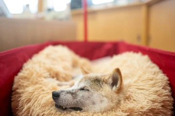 Kabosu, un chien japonais de la race shiba inu, connu comme le "Doge" sur internet, se repose dans le bureau de sa propriétaire Atsuko Sato après avoir joué avec des enfants dans un jardin d'enfants à Narita, dans la préfecture de Chiba, à l'est de Tokyo Cette photo prise le 19 mars 2024