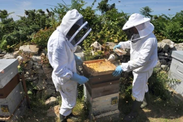 Le projet de loi adopté interdit les pesticides tueurs d'abeilles à partir de 2018