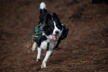 Un chien sème de nouvelles plantes à Talca, région au Chili frappée de graves incendies, le 23 juin 2017