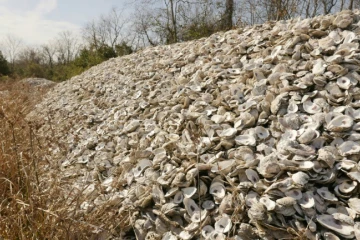 Des coquilles d'huîtres qui seront recyclées, sèchent au soleil à Pasadena, le 21 décembre 2020 au Texas