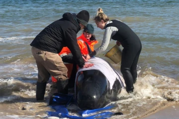 Photo fournie le 22 septembre 2020 par la police de Tasmanie de personnes tentant d'aider des "dauphins-pilotes" échoués dans la baie de Macquarie Harbour, dans le sud-ouest de l'Australie