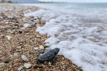Un bébé tortue, à peine sorti de son oeuf, se dirige vers la mer, sur une plage de Kyparissia, le 23 septembre 2019 en Grèce
