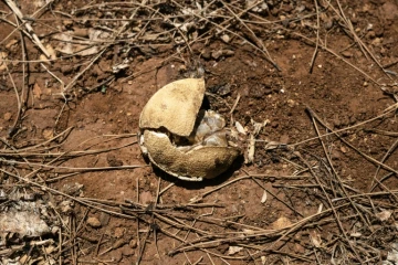 Un citron brûlé par le soleil dans un verger de Campobello di Mazara, dans le sud-ouest de la Sicile, le 8 août 2024