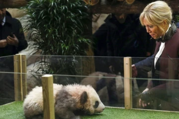 L'épouse du président français, Brigitte Macron, marraine du bébé panda Yuan Meng, le 4 décembre 2017 au zoo de Beauval