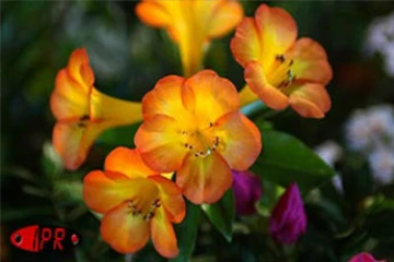 Flore et Halle, le salon de l'horticulture et du cadre de vie, s'est tenu du mercredi 1er août au dimanche 5 août 2001 au Port