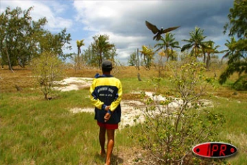 L'île aux cocos (Maurice), accueille plusieurs espèces d'oiseaux protégés (sterne, fous de bassans, frégatge, oiseaux la vierge...)