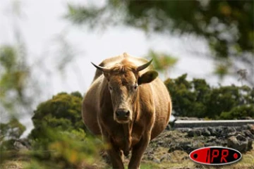 Les bovins meurent plus à La Réunion