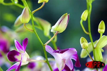 Exposition d'orchidées à Saint-André (Est) en septembre 2001