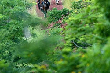 Randonnée à cheval pour jouer au cow-boy sous les tropiques