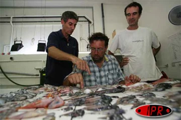 Lundi 9 avril 2007 -

Des centaines de poissons morts, dont plusieurs d'espèces inconnues, ont été trouvés au large de Saint-Philippe dans la zone où la lave se jette dans l'océan