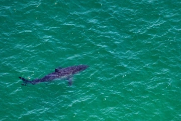Un grand requin blanc nage près de la côte de Cape Cod