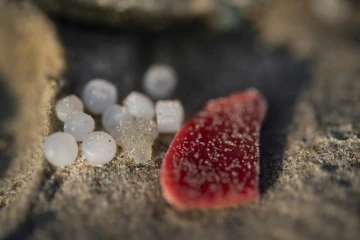 Les "larmes de sirène", une pollution omniprésente aux origines multiples