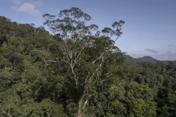 Des scientifiques atteignent le plus grand arbre de l'Amazonie
