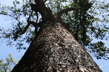 Arbres