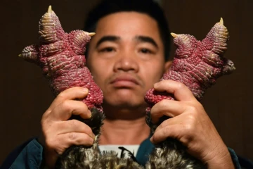 Vietnam: les pattes de "poulet dragon", un mets très apprécié pour le nouvel an lunaire