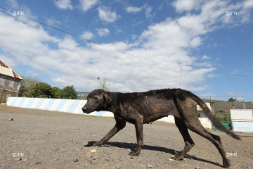 chiens