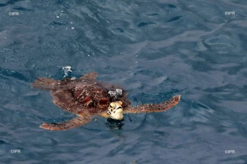 tortue du cap la houssaye