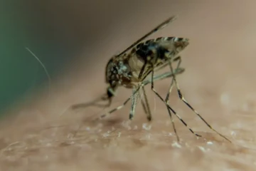 Moustiques - Dengue - Virus