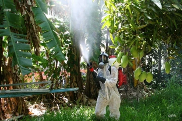 dengue