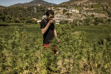 cannabis - Marcoc3