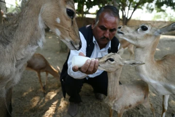En Inde, pour les bishnoï, "mieux vaut une tête coupée qu'un arbre abattu"
