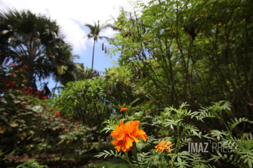 jardin fleur