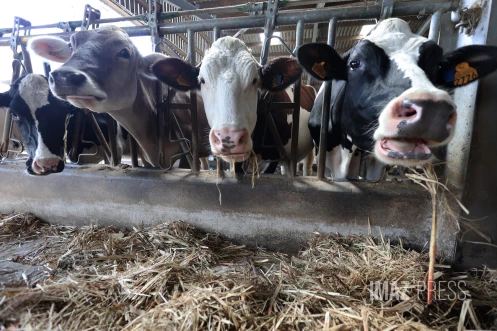 vaches laitieres elevage 