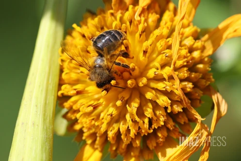 Abeille