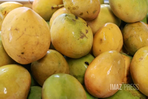 mangue josé