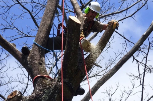  chantier d\'élagage et d\'abattage