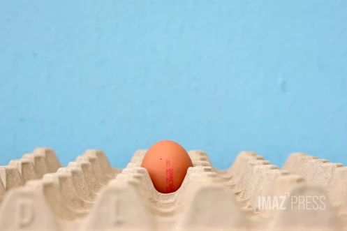 oeuf de poule 