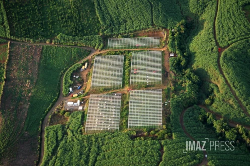 agriculture 
