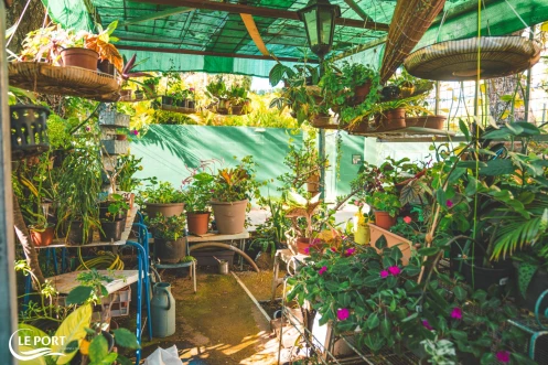 Le Port : Yolaine Lin décroche le 1er prix du concours Jardins et Balcons Fleuris 202