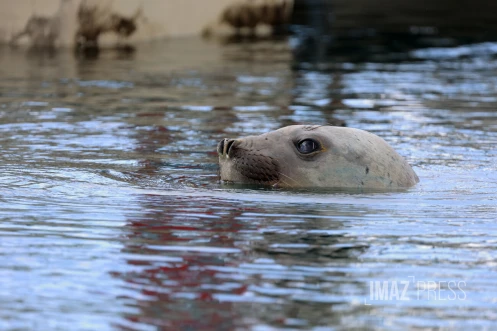 Elephant de mer à Sainte-Marie