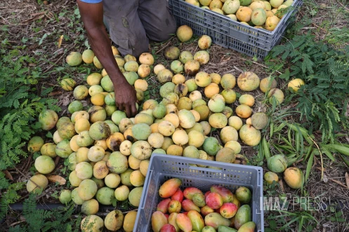Mangue serveaux 