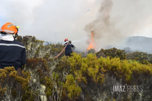 feu maido 2020