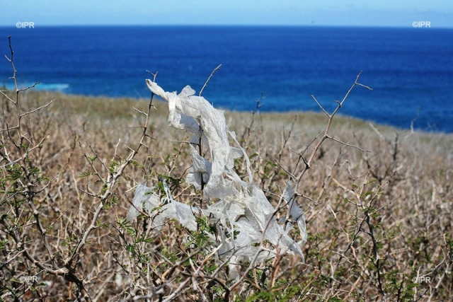 pollution sachet plastique