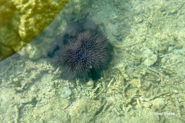 acanthaster dans le lagon de l'hermitage