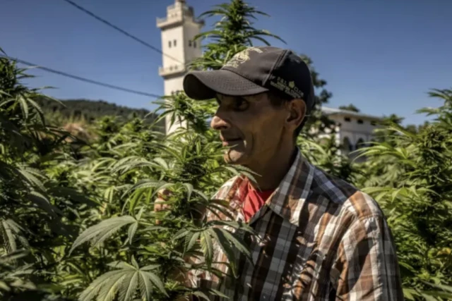 cannabis - Marcoc3