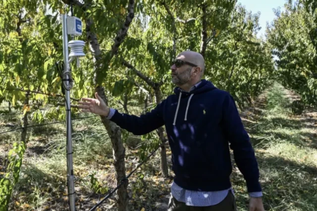 Sotiris Mournos, agriculteur utilisant les technologies connectées sur son exploitation, à Platy (Grèce) le 18 octobre 2022 ( AFP / Sakis MITROLIDIS )